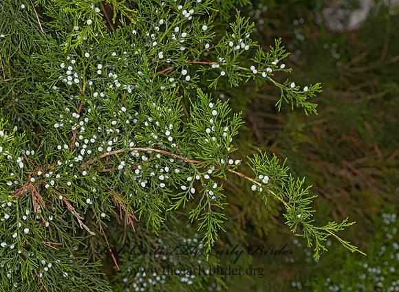 Juniperus virginiana  EASTERN RED CEDAR 3041272-z