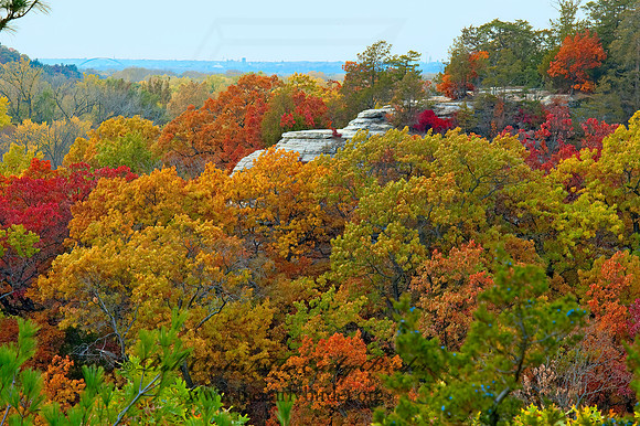FALL FOREST SCENE 5016984z
