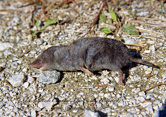 Scalopus aquaticus  EASTERN MOLE 304802z
