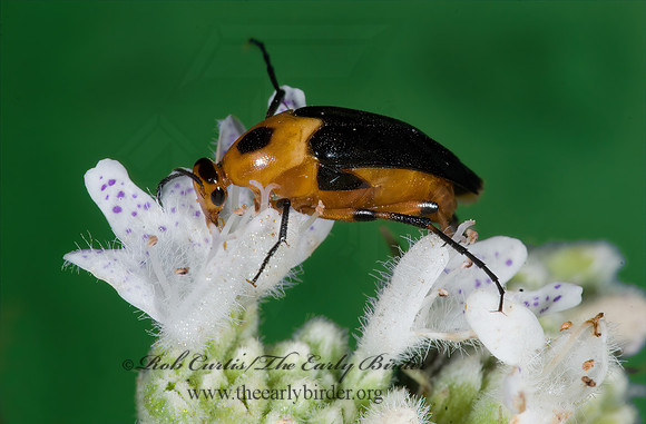 Macrosiagon limbata 7012032z