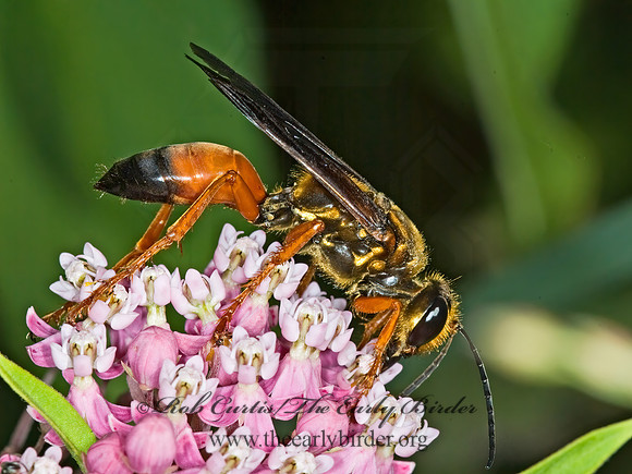 Sphex ichneumoneus 6011690z