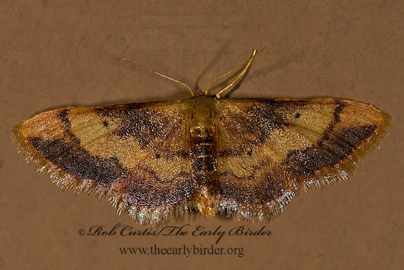 Idaea demissaria RED-BORDERED WAVE MOTH 8008348z