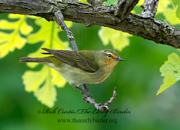 Leiothlypis peregrina  TENNESSEE WARBLER 9046043z