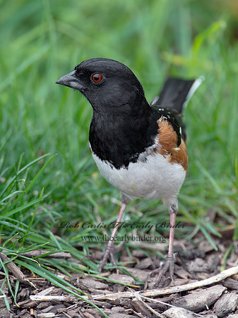 Pipilo erythrophthalmus  EASTERN TOWHEE 9000190z
