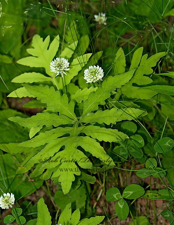Onoclea sensibilis  SENSITIVE FERN 9033103z