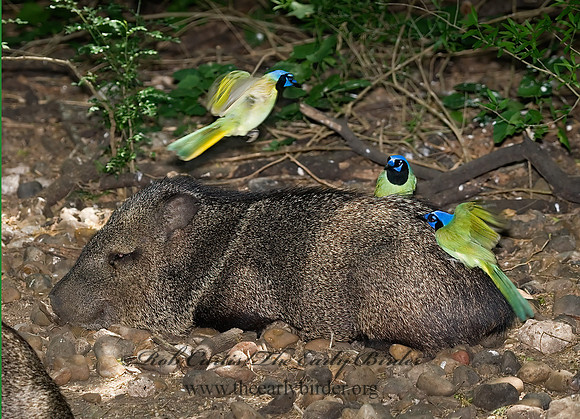Tayassu angulatus  JAVELINA 7005260z