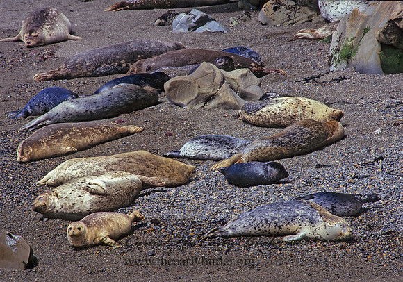 Phoca vitulina  HARBOR SEAL 110835z