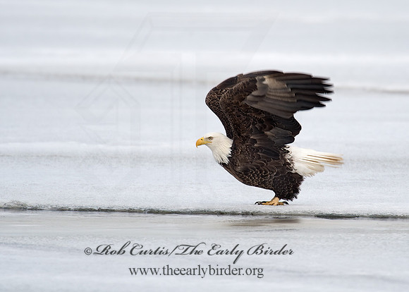 Haliaeetus leucocephalus  BALD EAGLE 8000590z