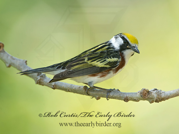 Setophaga pennsylvanica  CHESTNUT-SIDED WARBLER 9038865z
