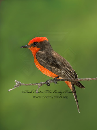 Pyrocephalus rubinus  VERMILION FLYCATCHER 5005283Z