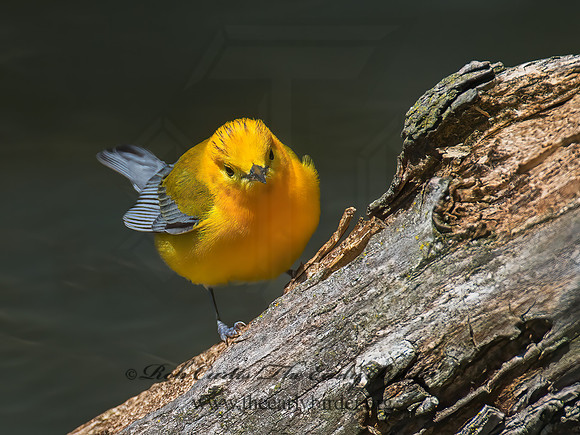 Protonotaria citrea  PROTHONOTARY WARBLER 9011131z
