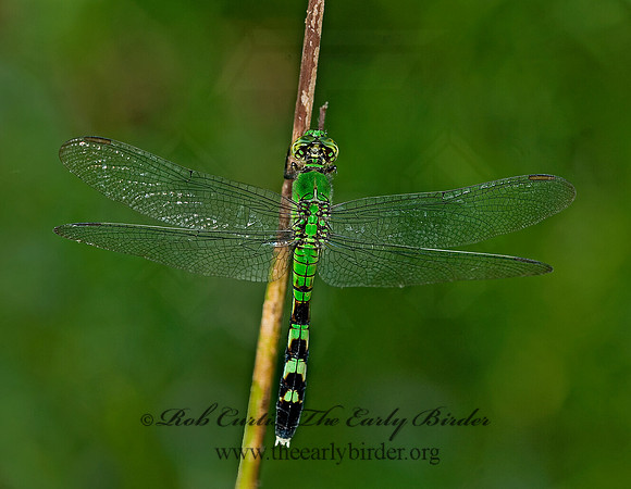 Erythemis simplicicollis EASTERN PONDHAWK 6010712 F