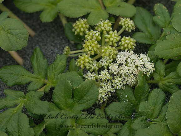 Glehnia littoralis  BEACH SILVERTOP 9059190z