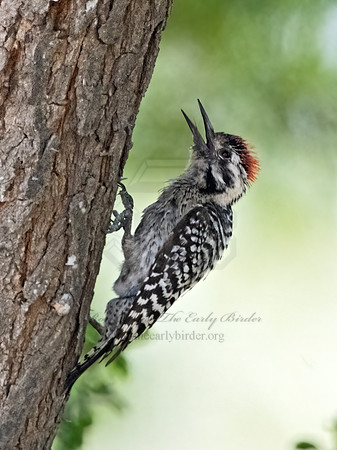 Dryobates scalaris  LADDER-BACKED WOODPECKER 3032303z