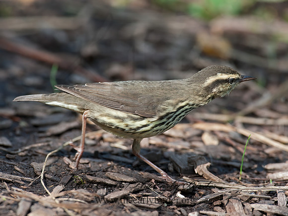 Parkesia noveboracensis  NORTHERN WATERTHRUSH 8029148z