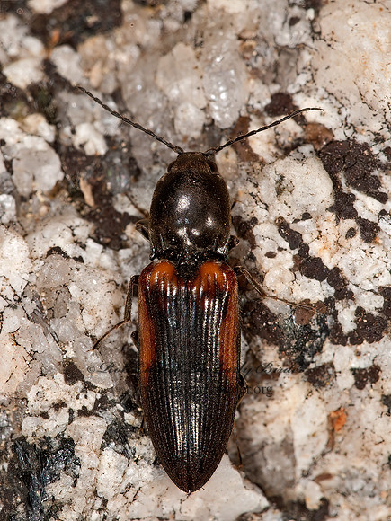 Cardiophorus edwardsi  CLICK BEETLE 8036772z