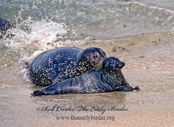 Phoca vitulina  HARBOR SEAL 124411z