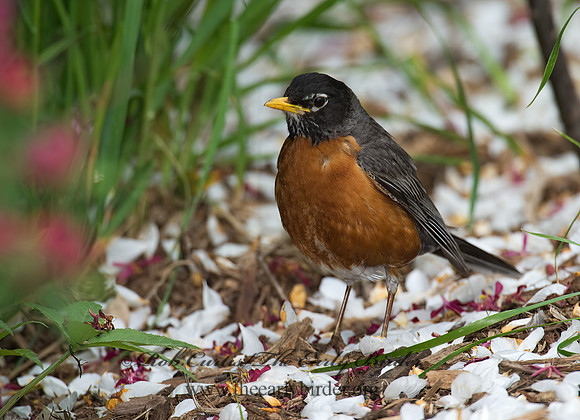 Turdus migratorius  AMERICAN ROBIN 8004059z