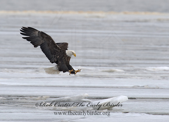 Haliaeetus leucocephalus  BALD EAGLE 8000622z