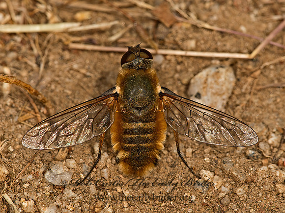 Villa  BEE FLY9058482z