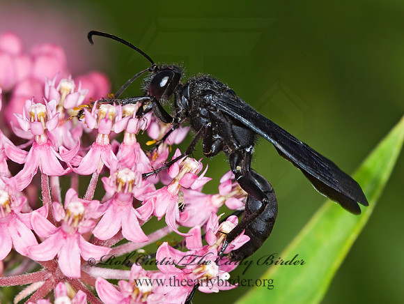 Sphex pennsylvanicus 6011683z
