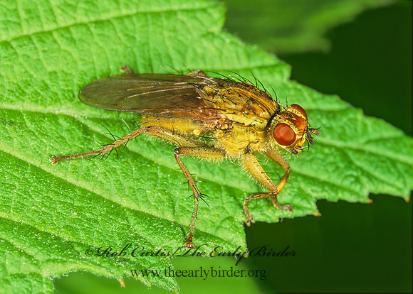 Scathophaga stercoraria  DUNG FLY 1113518z