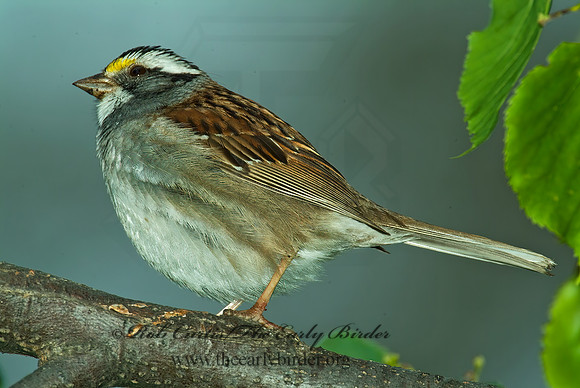 Zonotrichia albicollis  WHITE-THROATED SPARROW 4001053 z