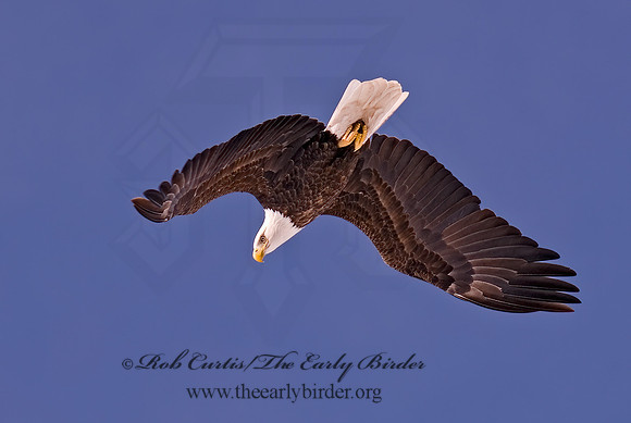Haliaeetus leucocephalus  BALD EAGLE 6020350z