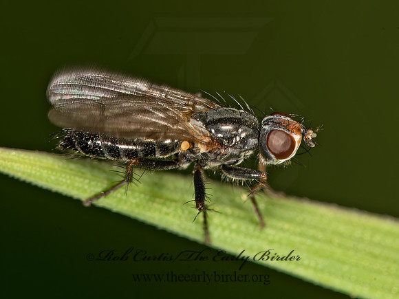 Cordilura adrogans  BLACK DUNG FLY 9058379z