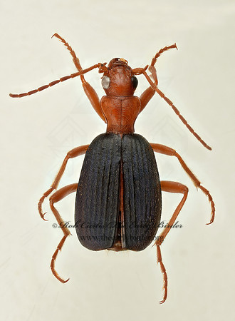 Brachinus americanus 9017478z