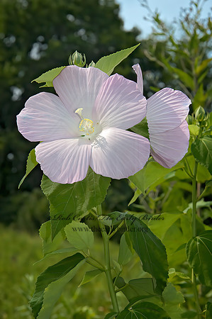 Hibiscus moscheutos  SWAMP ROSE-MALLOW 5011470z