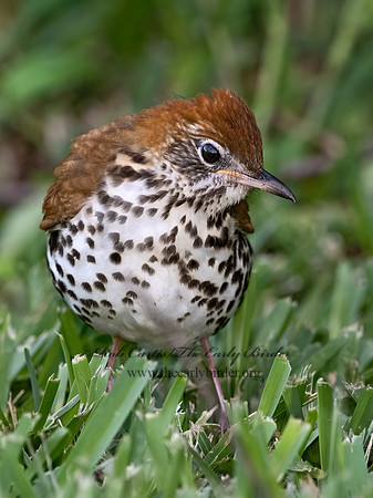 Hylocichla mustelina  WOOD THRUSH 3030629z