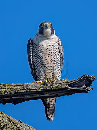 Falco peregrinus PEREGRINE FALCON 3047006z
