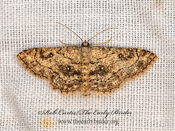 Cyclophora nanaria  DWARF TAWNY WAVE 3038896z