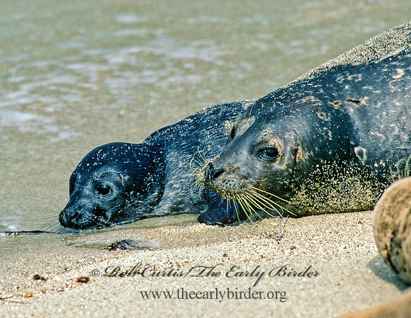 Phoca vitulina  HARBOR SEAL 124436z
