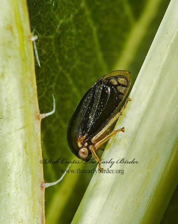 Acutalis tartarea 5010112z