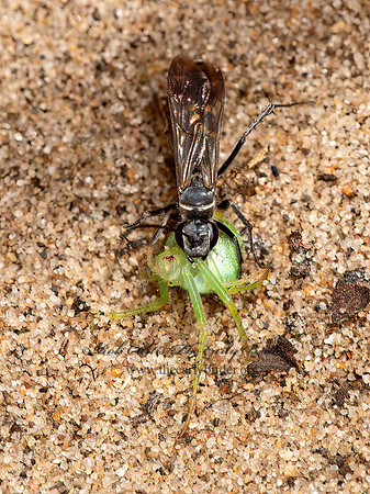 Episyron quinquenotatus  POMPILINI SPIDER WASP 9047642z