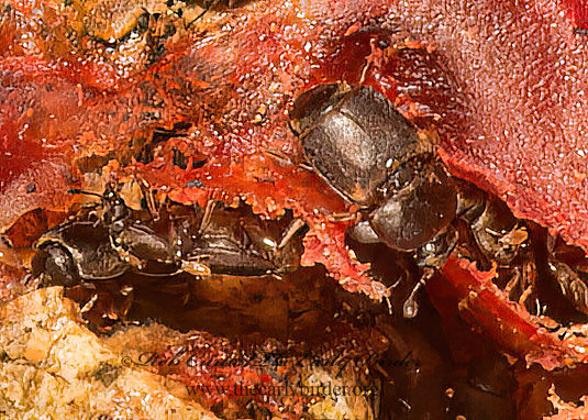 Carpophilinae  SAP BEETLE 9051319z