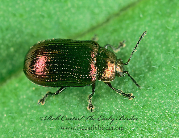 Phratora  Chrysomela mainensis  CHRYSOMELINAE LEAF BEETLE 243417z
