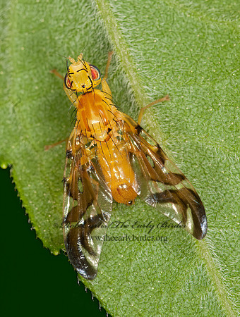 Strauzia  FRUIT FLY 3015405z