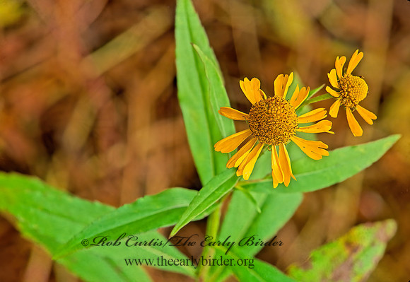 Helenium autumnale  SNEEZEWEED 245421z