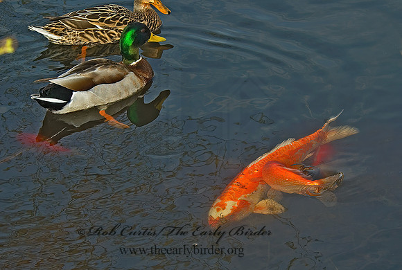 Cyprinus carpio  KOI 5004806z