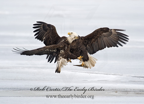 Haliaeetus leucocephalus  BALD EAGLE 8000606z
