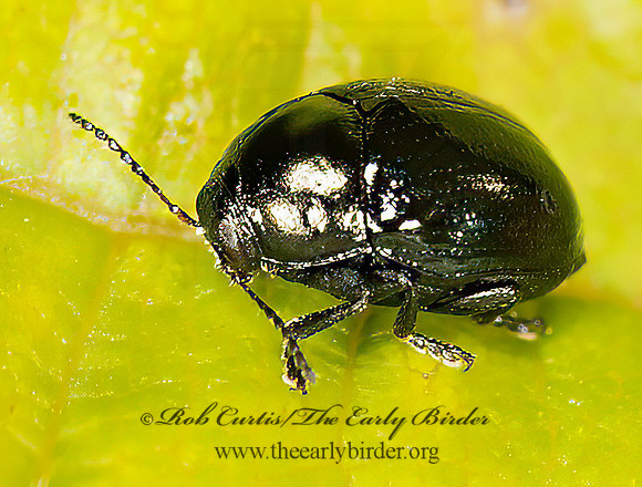 Lexiphanes saponatus 9024040z