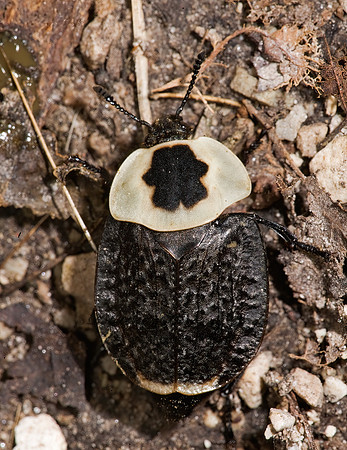 Necrophila americana 8006374z