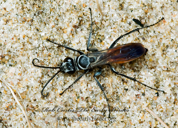 Anoplius apiculatus autumnalis  SPIDER WASP 5001887z