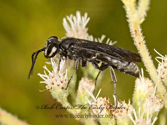 Larra anails  SQUARE-HEADED WASP 9050859z