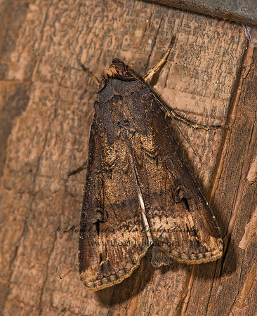 Agrotis ipsilon  IPSILON AGROTIS MOTH 8016608z