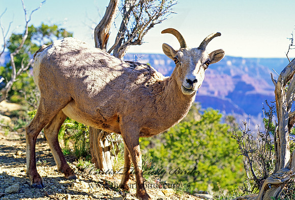Ovis canadensis  BIGHORN SHEEP 121205z