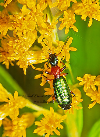 Calleida punctatas 1285823 z